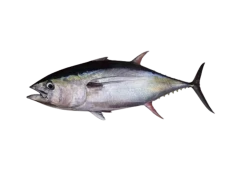 Tuna