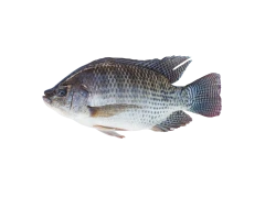 Tilapia