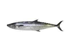 Seer Fish/Kingfish